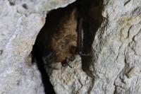 Myotis emarginatus