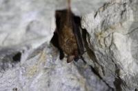 Myotis emarginatus