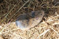Microtus arvalis