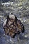 Myotis emarginatus