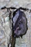Myotis daubentonii