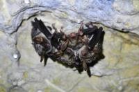 Myotis myotis