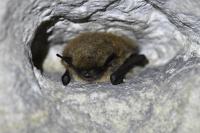 Myotis alcathoe/brandtii/mystacinus