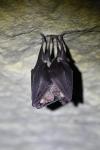 Rhinolophus ferrumequinum