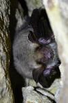 Myotis myotis