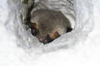 Myotis nattereri