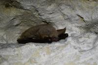 Myotis nattereri