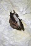 Myotis daubentonii