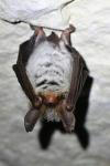 Myotis bechsteinii