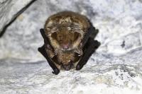 Myotis emarginatus