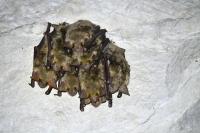 Myotis myotis