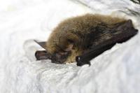 Myotis alcathoe/brandtii/mystacinus