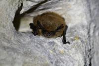 Myotis alcathoe/brandtii/mystacinus