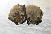 Myotis emarginatus