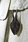 Rhinolophus hipposideros
