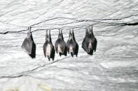 Rhinolophus ferrumequinum