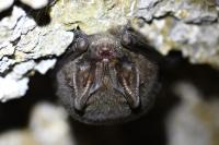 Barbastella barbastellus