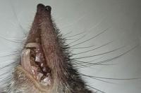 Crocidura russula