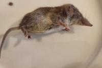 Crocidura russula