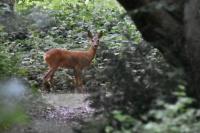 Capreolus capreolus