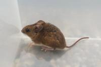 Apodemus sylvaticus