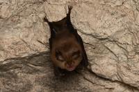 Rhinolophus hipposideros