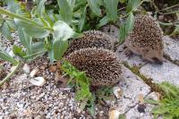 Erinaceus europaeus