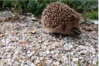 Erinaceus europaeus