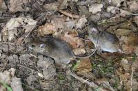 Apodemus sylvaticus