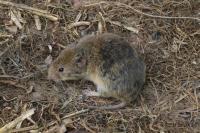 Microtus arvalis