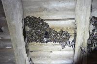 Myotis emarginatus