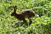 Lepus europaeus
