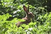 Lepus europaeus