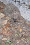 Erinaceus europaeus