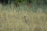 Lepus europaeus