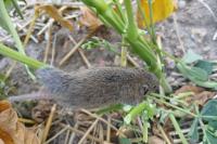 Microtus