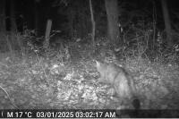 Felis silvestris