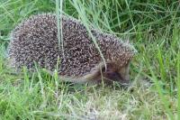 Erinaceus europaeus