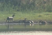 Cervus elaphus