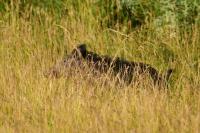 Sus scrofa
