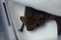 Pipistrellus