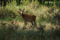 Cervus elaphus