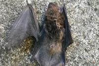 Pipistrellus pipistrellus