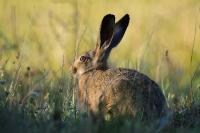 Lepus europaeus