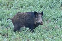 Sus scrofa