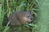 Ondatra zibethicus