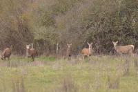 Cervus elaphus