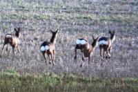 Capreolus capreolus