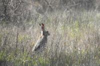 Lepus europaeus