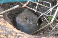 Microtus